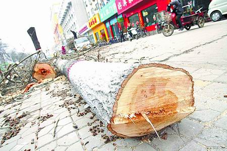 郑州：京广路伐树缘于道路拓宽改造 绿化部门称只能伐除