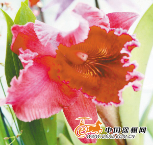  美丽的台湾杂交兰。