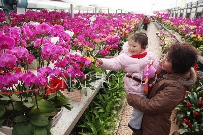 烟台：市农博院将10万盆蝴蝶兰投放市场 供市民选购