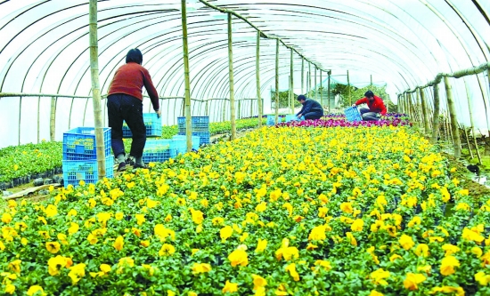 丽水：科学管理 寒冬草花长势良好
