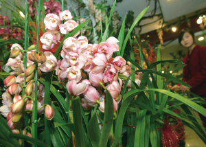 温州：花卉市场硝烟起商家主打进口牌
