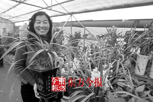 名贵兰花身价暴跌 褪去浮华走入寻常百姓家