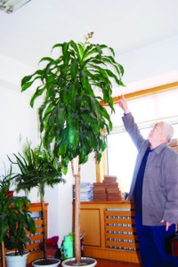 辽宁：养了15年的巴西木长势喜人 连续10年开花