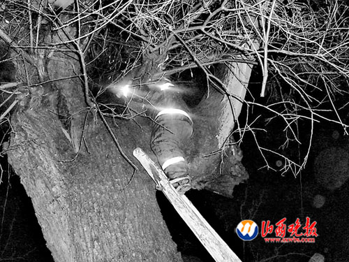 山西：万荣千年古槐深夜失火（图）