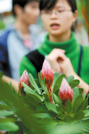 广东：佛山花价涨一成 难挡探花人（图）