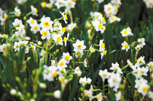 广东：佛山花价涨一成 难挡探花人（图）