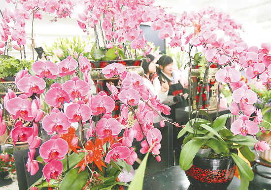 苏州：花店推出多种花卉满足节日市场