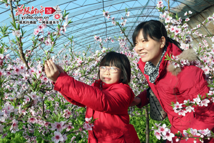 河北：迁安油桃大棚鲜花怒放引来游人参观