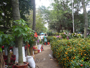 海南：买鲜花盆景 讨个好彩头过“花”样年