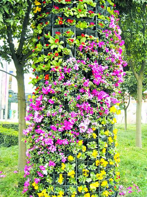 遂宁：扮靓城市迎新春 10万盆鲜花现街头