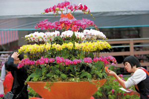 广东：佛山花价涨一成 难挡探花人（图）