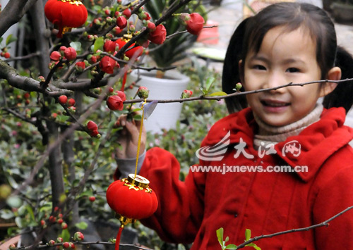 南昌：春节快来到 花卉跟着俏