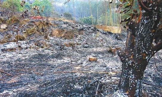 山林一些地方被烧成灰烬.