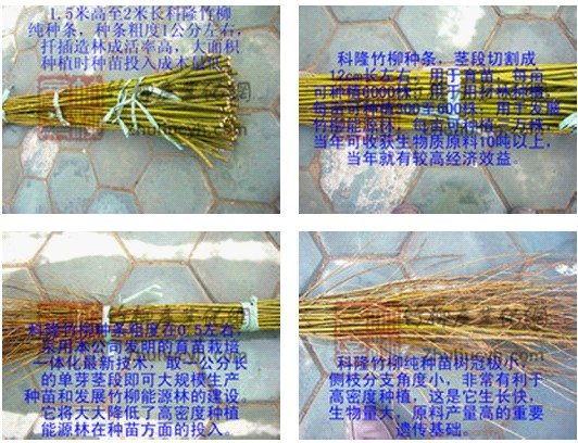 降低种植成本选用科隆竹柳