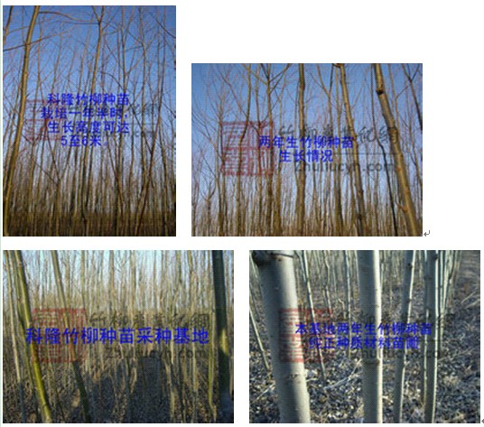 降低种植成本选用科隆竹柳
