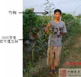 降低种植成本选用科隆竹柳
