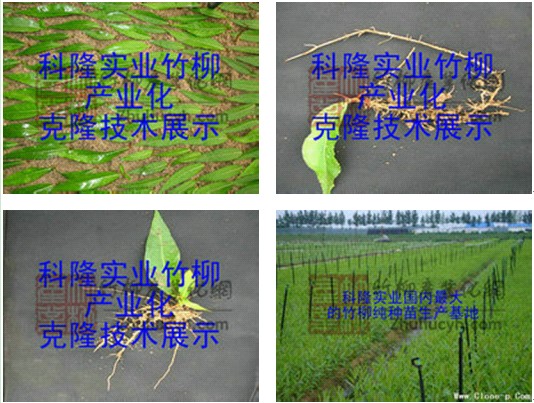 降低种植成本选用科隆竹柳