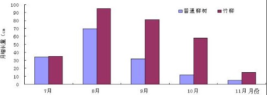 降低种植成本选用科隆竹柳