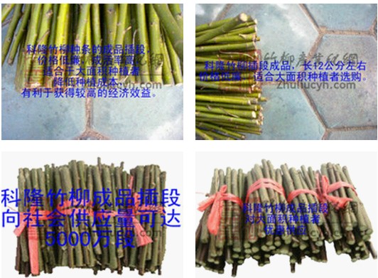 降低种植成本选用科隆竹柳