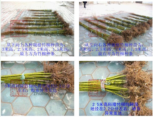降低种植成本选用科隆竹柳