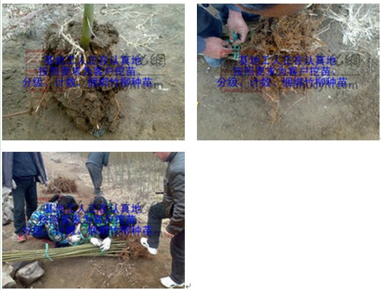 降低种植成本选用科隆竹柳
