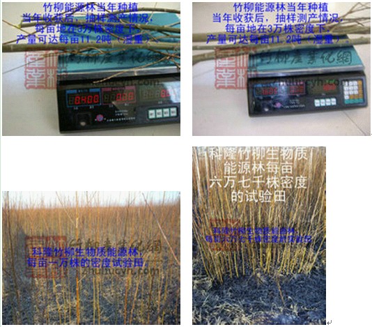 降低种植成本选用科隆竹柳