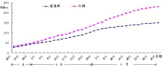 降低种植成本选用科隆竹柳
