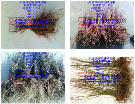 降低种植成本选用科隆竹柳