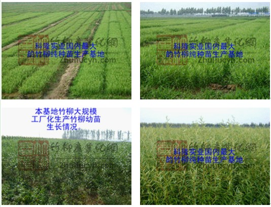 降低种植成本选用科隆竹柳
