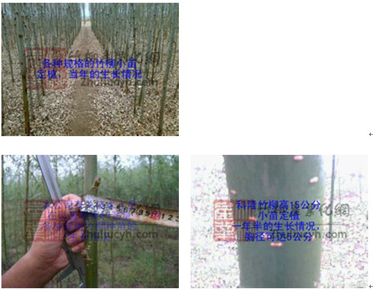 降低种植成本选用科隆竹柳