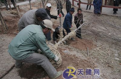 工人正在为彩叶树移居
