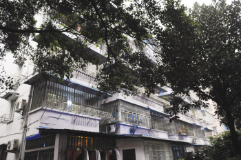 浙江：大树挡住阳光 89岁的朱阿婆深受其扰