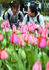 低温带来郁金香最长花期