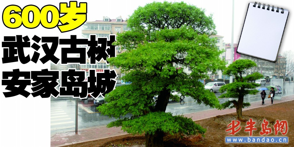 位于香港中路与高雄路交会处的对节白蜡树。
