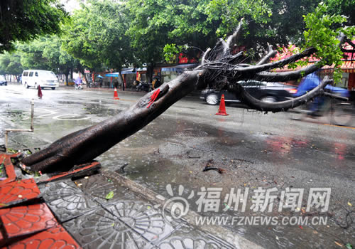 福州：华侨中学门口大榕树凌晨轰然倒下 所幸无人受伤