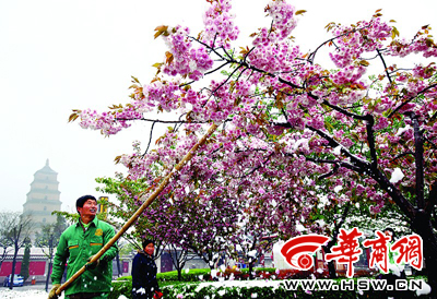 西安大雁塔南广场，为防积雪压折樱花树枝，工作人员清理积雪