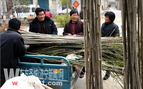 济宁：在苗木标准化种植上狠下功夫培养高价精品苗木