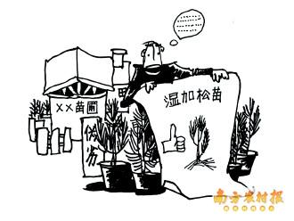 提防伪劣湿加松苗 买苗要到专业大苗圃（图）