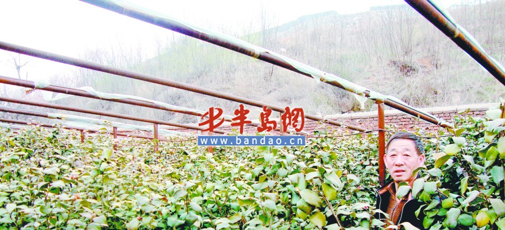 青岛：种花人要给数千棵耐冬找婆家 800棵将免费赠送