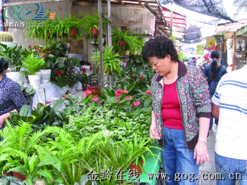 贵州：清明节将至 花价“蹭蹭”上涨