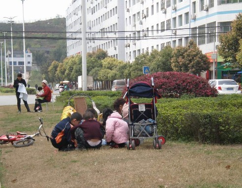 遂宁：城市花草损坏严重 谁“动”了城市风景