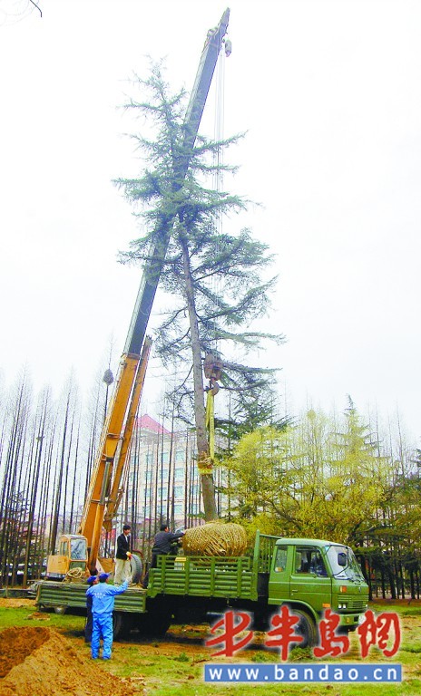 青岛：为地铁建设让路 汇泉广场百余株老树就地移植