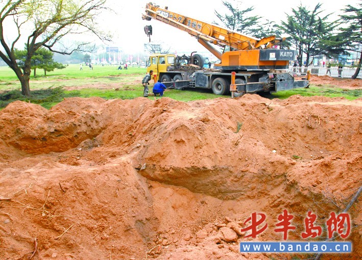 青岛：为地铁建设让路 汇泉广场百余株老树就地移植