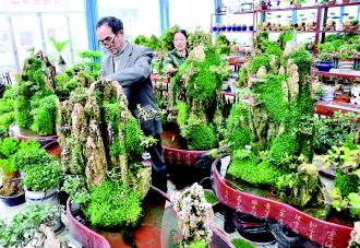 甘肃：古槐里盆景园盆景畅销兰州、白银、定西等地