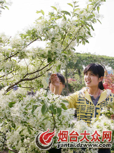 烟台：农博园“第四届樱花观赏节”25日开幕