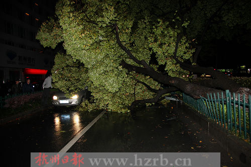 杭州：一场暴雨 八字桥倒了棵价值万元的香樟树