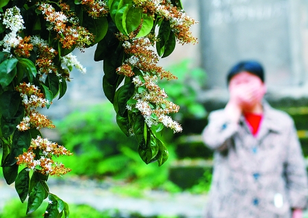 重庆：怪树飘“香” 居民闻了头昏皮肤过敏（图）