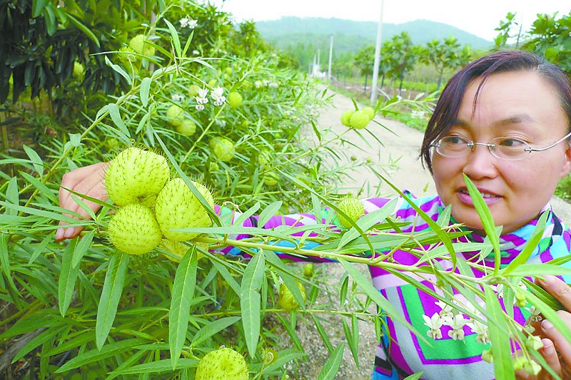 珠海：科技园引种非洲花卉 反季节盛开推广前景良好