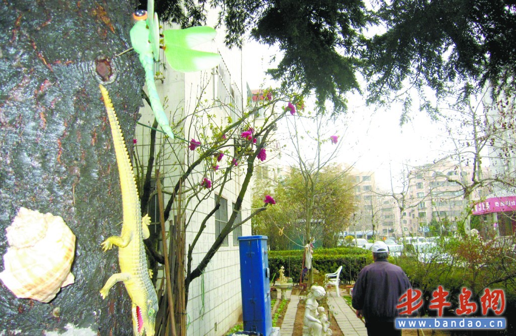 青岛：海棠树开满“牡丹花” 原是老人移花接木造新景