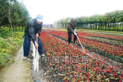 靖江：城市绿化步伐加快 带动各大苗圃内苗木的销售